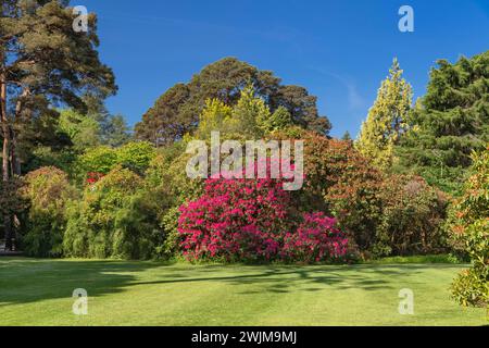 Irlande, comté de Kerry, Killarney, Muckross House and Gardens, rhododendrons en fleurs. Banque D'Images