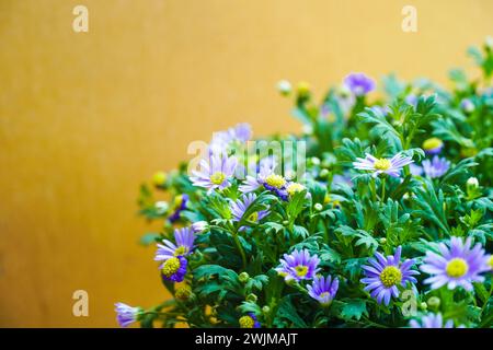 Un bouquet de fleurs de marguerites violettes. Jardin luxuriant avec une abondance de belles marguerites violettes. Beau fond floral. Ils sont connus sous le nom de Marguerite Banque D'Images