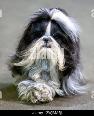 Chien Shih Tzu noir et blanc aux cheveux longs Banque D'Images