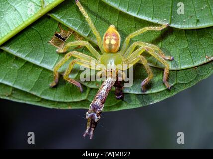 Araignée chasseuse (Olios sp., famille des Sparassidae) avec proie. Photo de la forêt tropicale de la réserve naturelle de Las Arrieras, Costa Rica. Banque D'Images