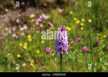 Heath tacheted-Orchid (Dactylorhiza maculata) dans la Forêt Noire, Allemagne Banque D'Images