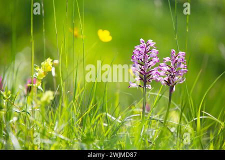 Orchidée militaire (Orcis militaris) originaire d'Europe dans un pré de fleurs sauvages à bokeh (Kaiserstuhl Hills, Allemagne du Sud) Banque D'Images