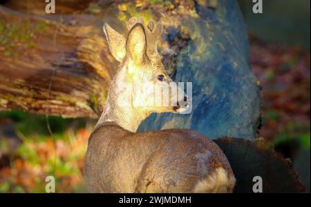 portrait d'un cerf mâle dans la forêt Banque D'Images