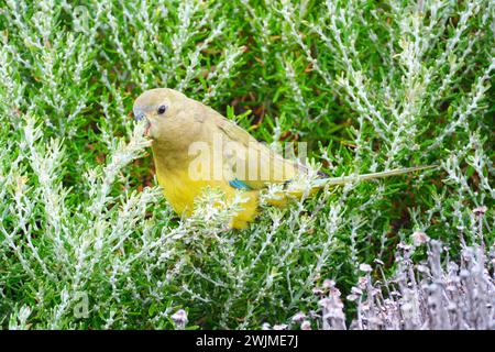 Perroquet, Neophema petrophila, une petite espèce de perroquet se nourrissant de végétation côtière au cap Leeuwin dans le sud-ouest de l'Australie occidentale. Banque D'Images