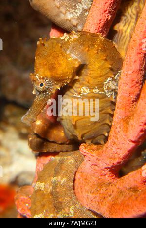 Hippocampe (hippocampe erectus), Oregon Coast Aquarium, Newport, Oregon Banque D'Images