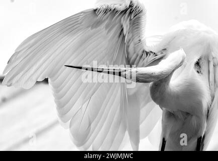 Eastern Great Egrett Preening sur le quai Banque D'Images