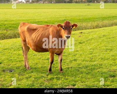Vache journal Jersey sur la prairie verte dans le polder près de Raard, Frise, pays-Bas Banque D'Images
