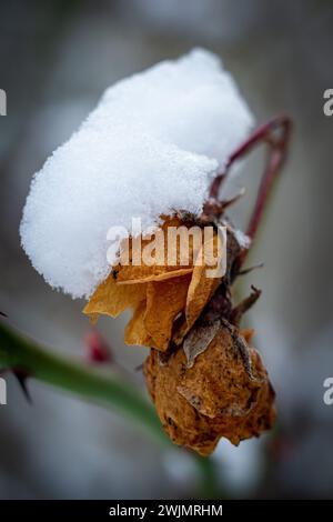 Fleurs séchées d'une rose de pulvérisation recouverte de neige sur une branche de buisson Banque D'Images