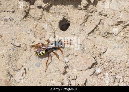 Wiesen-Wespenbiene, Wespenbiene, Kuckucksbiene, Wespen-Biene, Kuckucks-Biene, Weibchen, Nomada marshamella, nomade de Marsham, abeille nomade de Marsham, fema Banque D'Images