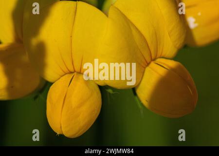 Macro di Lotus corniculatus fleur jaune Banque D'Images