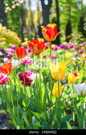 Fleurs de tulipes de différentes couleurs fleurissant dans le parterre de fleurs dans le jardin le jour ensoleillé. Fleurs de tulipes rouges, jaunes et blanches avec des feuilles vertes dans la prairie, parc, ou Banque D'Images