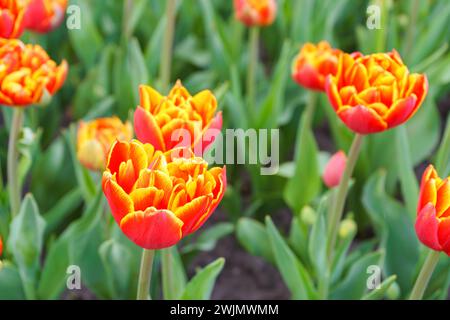 Floraison de pétales doubles, rouge avec fleur de tulipe de bord jaune dans le jardin à l'extérieur, journée ensoleillée. Variété double tulipe. Printemps, jardinage de la nature, floral b Banque D'Images