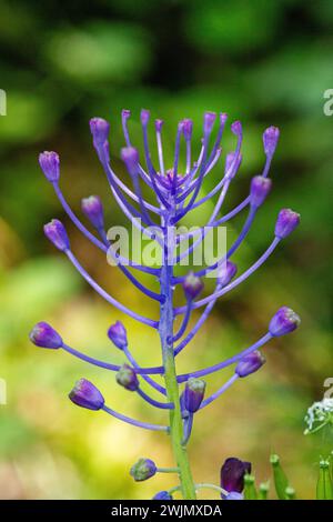 Gros plan de fleurs de Leopoldia comosa Banque D'Images