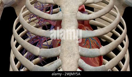 Le cœur est un organe musculaire qui fait circuler le sang à travers le système circulatoire et le pompe dans tout le corps en rendu 3D. Banque D'Images