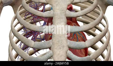 Le cœur est un organe musculaire qui fait circuler le sang à travers le système circulatoire et le pompe dans tout le corps en rendu 3D. Banque D'Images