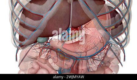 L'estomac est alimenté par un riche système d'Erie provenant du tronc cœliaque, la première branche viscérale majeure de l'aorte abdominale. Rendu 3D. Banque D'Images