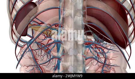 L'estomac est alimenté par un riche système d'Erie provenant du tronc cœliaque, la première branche viscérale majeure de l'aorte abdominale. Rendu 3D. Banque D'Images