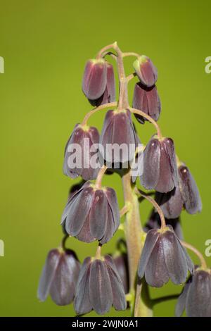 Fleurs noires de Fritillaria persica Banque D'Images