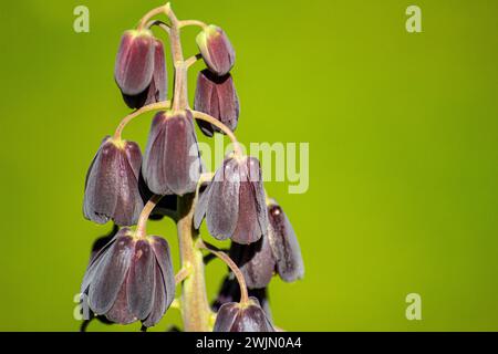 Fleurs noires de Fritillaria persica Banque D'Images