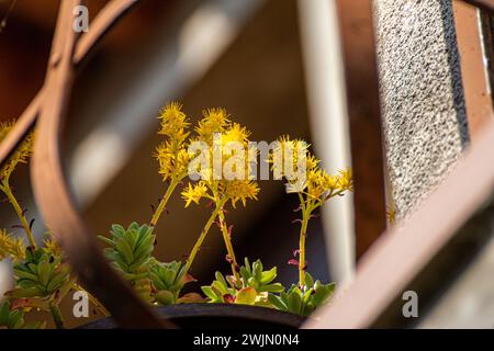 Fleurs jaunes de Sedum palmeri Banque D'Images