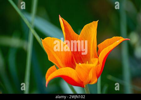 Belle tulipe gros plan sur l'herbe Banque D'Images