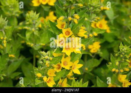 Jaune loosestrife Lysimachia punctata Alexander floraison dans un jardin de près Banque D'Images