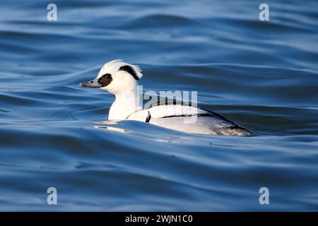 SMEW - Mergellus albellus sur le Danube, Slovaquie Banque D'Images