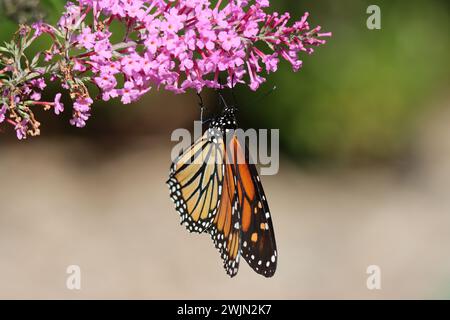 Un papillon se nourrissent d'un arbre aux papillons Banque D'Images