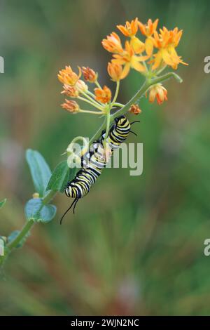 Une chenille monarque grimpant papillon weed Banque D'Images