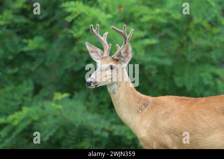 Profil d'un buck à queue blanche en velours Banque D'Images