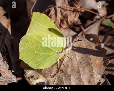 Brimstone Butterfly perché sur des feuilles sèches au début du printemps près du Danube en Slovaquie Banque D'Images