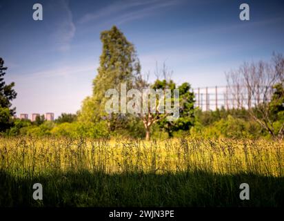 Détenteurs de gaz dans le fond du feuillage d'un parc de la ville par une journée ensoleillée avec des papillons verts à Glasgow Écosse Royaume-Uni Banque D'Images