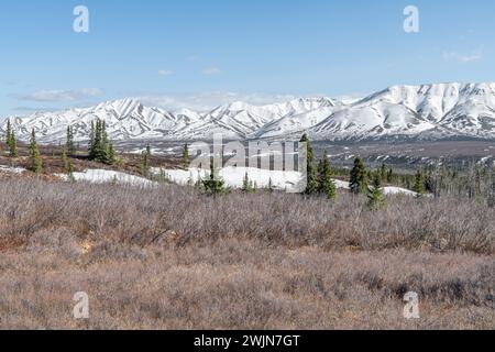 Bord de la ligne des arbres et de la toundra dans le parc national Denali avec des montagnes enneigées derrière, Alaska, USA Banque D'Images