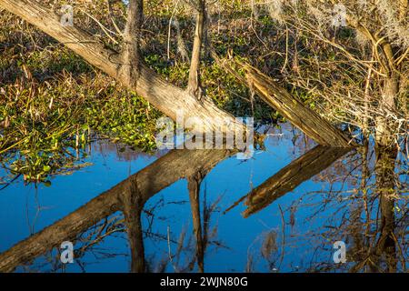Troncs d'arbres tombés reflétés dans un lac dans le bassin d'Atchafalaya en Louisiane. La jacinthe d'eau envahissante recouvre l'eau. Banque D'Images