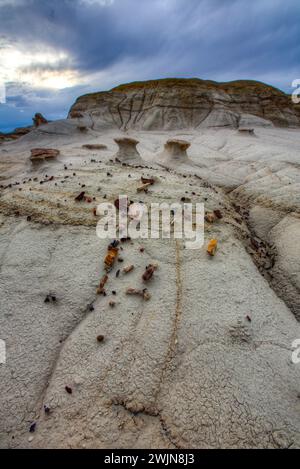 Mini-hoodoos et copeaux colorés de bois pétrifié dans les badlands du bassin de San Juan au Nouveau-Mexique. Banque D'Images