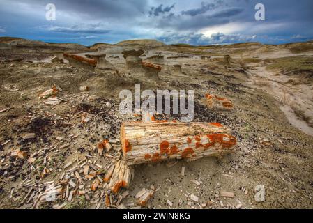 Mini-hoodoos et copeaux colorés et bûches de bois pétrifié dans les collines argileuses des badlands du bassin de San Juan au Nouveau-Mexique. Banque D'Images