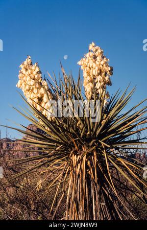 Un Torrey Yucca, Yucca torreyi en fleurs avec la lune au-dessus dans le parc national de Big Bend au Texas. Banque D'Images