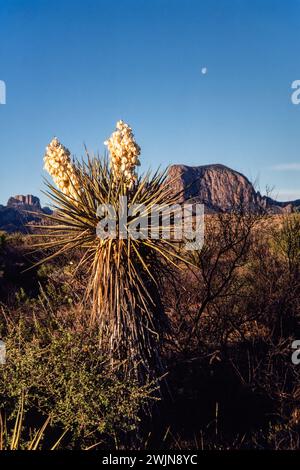 Un Torrey Yucca, Yucca torreyi en fleurs avec la lune au-dessus dans le parc national de Big Bend au Texas. Banque D'Images