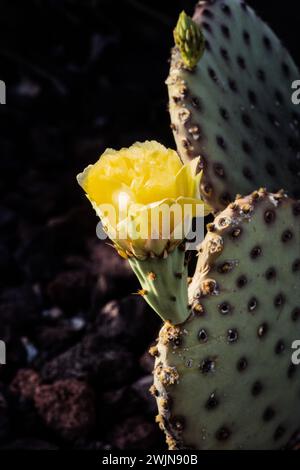 Un cactus de poire Prickly aveugle, Opuntia rufida, en fleurs dans le parc national de Big Bend au Texas. Banque D'Images