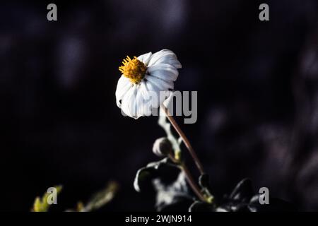 Une Marguerite des pieds-Noirs, Melampodium leucanthum, en fleurs dans le parc national de Big Bend dans l'ouest du Texas. Banque D'Images