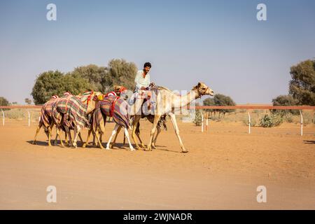 Al Digdaga, eau, 24.12.20. Un camelier (gestionnaire de chameaux) chevauchant et dirigeant une caravane de chameaux colorés pendant l'entraînement de course sur Camel Race Track aux Émirats arabes Unis. Banque D'Images