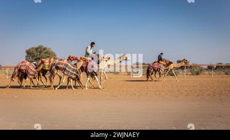 Al Digdaga, eau, 24.12.20. Un camelier (gestionnaire de chameaux) chevauchant et dirigeant une caravane de chameaux colorés pendant l'entraînement de course sur Camel Race Track aux Émirats arabes Unis. Banque D'Images