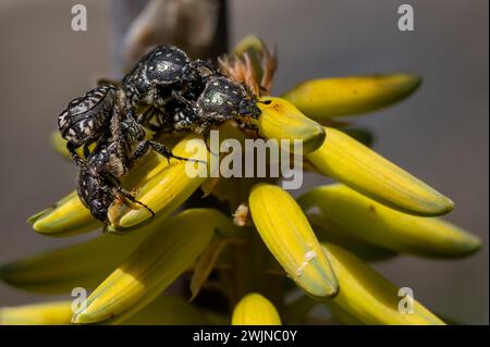 Chaise maculée méditerranéenne, Oxythyrea funesta, également connu sous le nom de Bétle de Barbarie sur des fleurs jaunes d'Aloe Vera, Fuerteventura, îles canaries, Espagne Banque D'Images