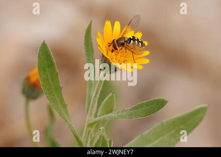 Mouche d'abeille (Syrphidae) se nourrissant de pollen sur calendula arvensis et pollinisant. Alqueria de Aznar, Espagne Banque D'Images