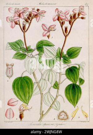 Illustration botanique vintage. C'est une assiette tirée d'un livre botanique du XIXe siècle consacré à la flore de Nilgiri, en Inde. Banque D'Images