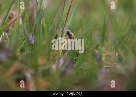 Blumen auf einer Wiese Banque D'Images