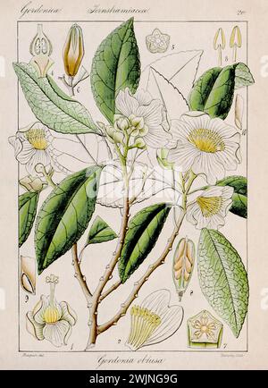 Illustration botanique vintage. C'est une assiette tirée d'un livre botanique du XIXe siècle consacré à la flore de Nilgiri, en Inde. Banque D'Images