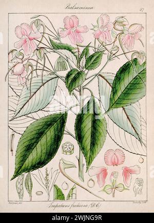 Illustration botanique vintage. C'est une assiette tirée d'un livre botanique du XIXe siècle consacré à la flore de Nilgiri, en Inde. Banque D'Images