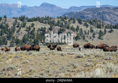 Le bison d'Amérique pèle sur fond d'automne dans la vallée de Lamar, dans le parc national de Yellowstone Banque D'Images