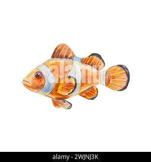 Poisson clown, poisson orange, avec une bande blanche, amphiprion. Illustration aquarelle isolée sur fond blanc. Élément de conception pour cartes, bannières maritimes, Banque D'Images